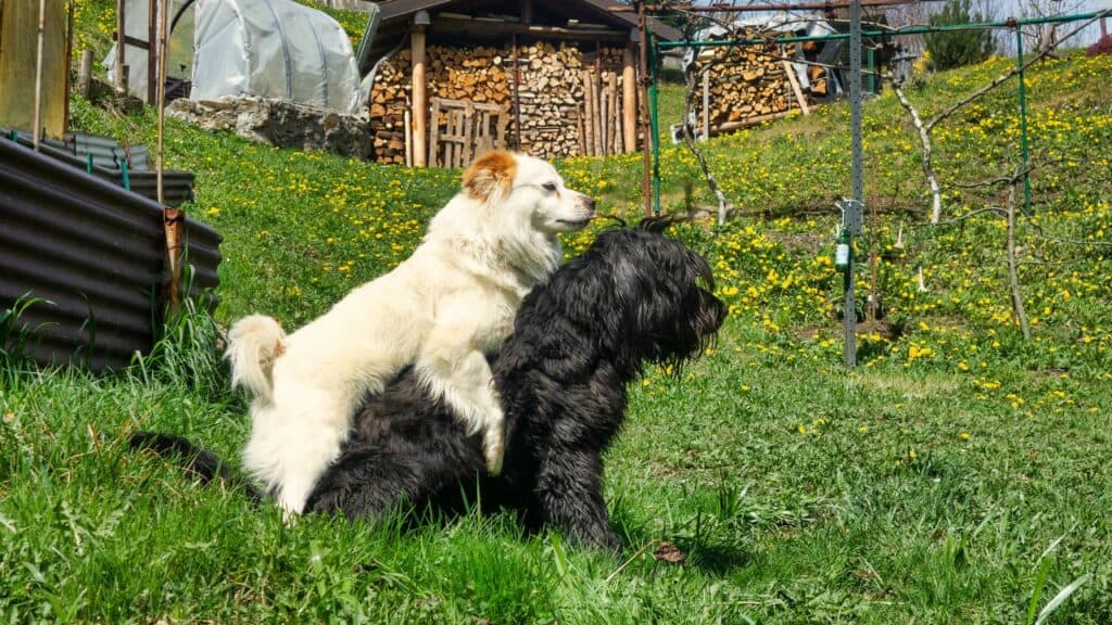 white dog breeding black dog