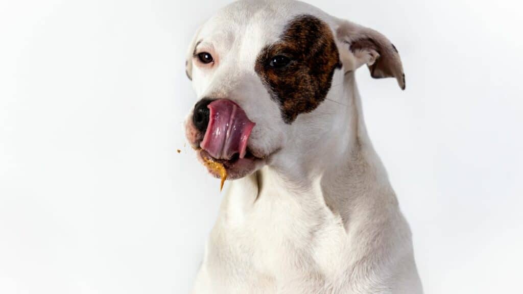 white dog licking his dirty mouth