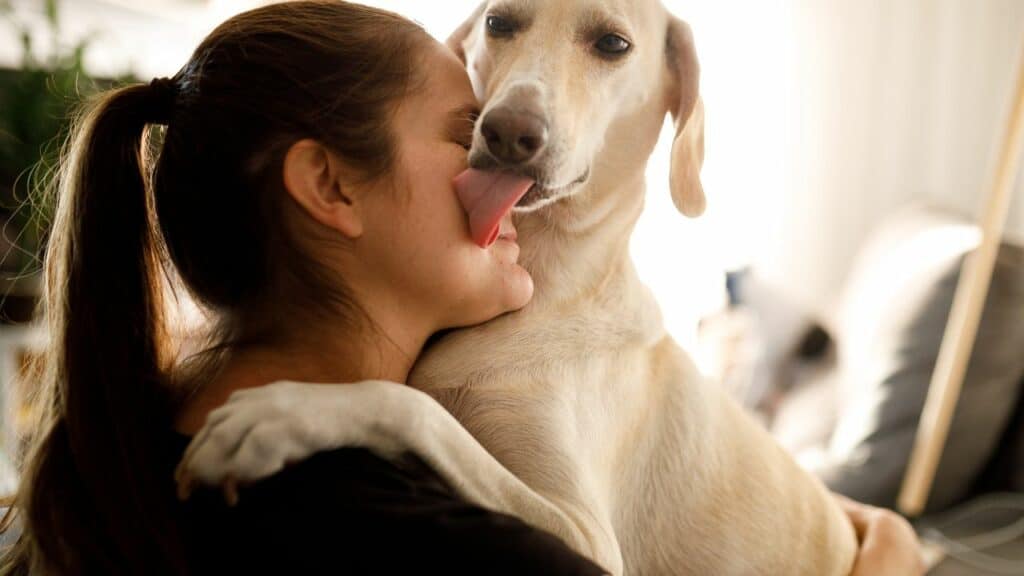white dog licking woman face
