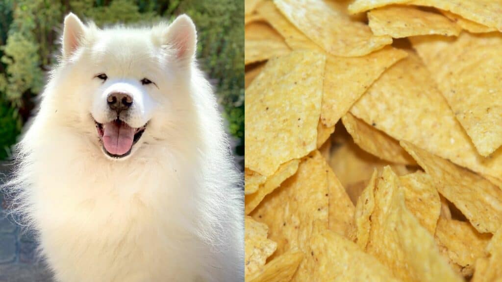 white-dog-on-left-side-tortilla-chips-on-right-side