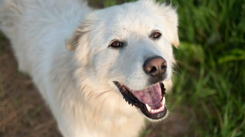 white fluffy dog looking happy into the camera