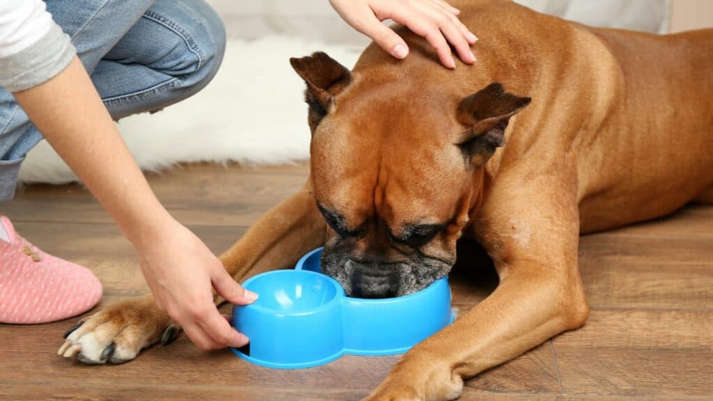 woman giving water bowl to her dog and petting him