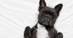 10 Dog Sleeping Positions And What They Mean