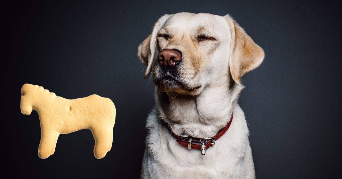Can Dogs Eat Animal Cracker