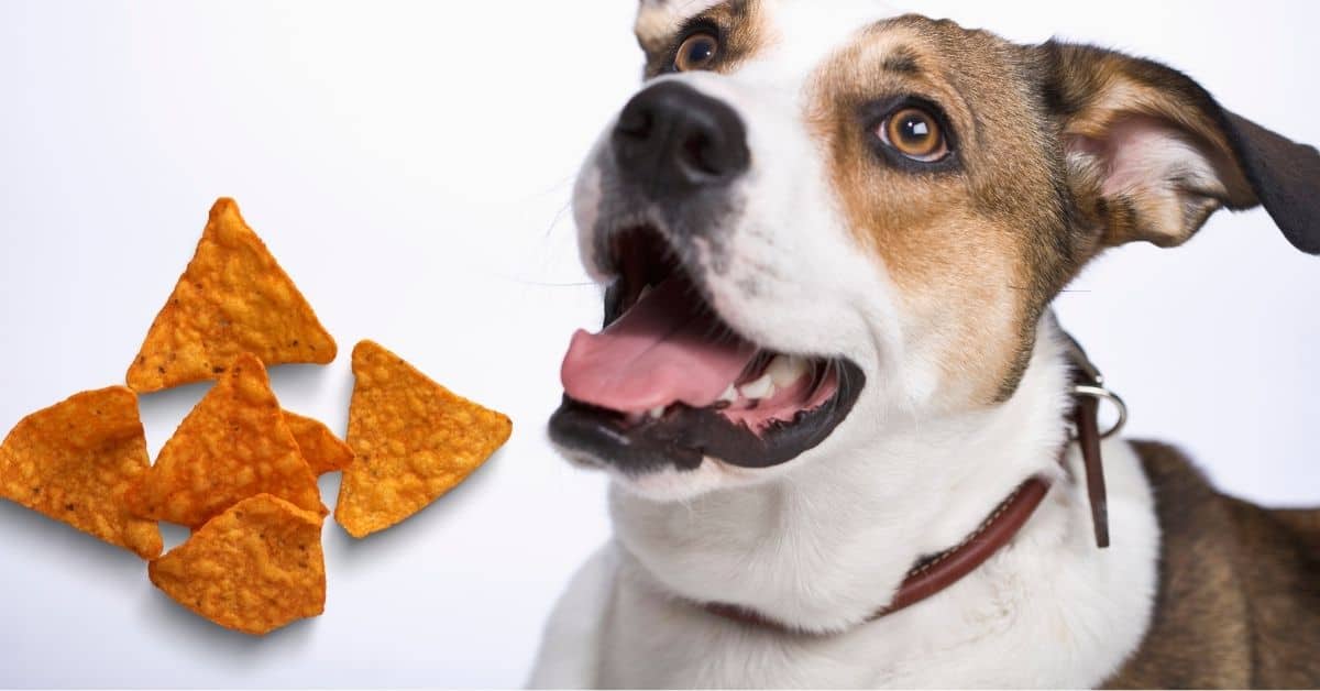 Can Dogs Eat Doritos