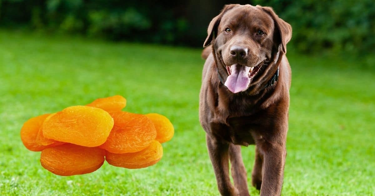 Can Dogs Eat Dried Apricots