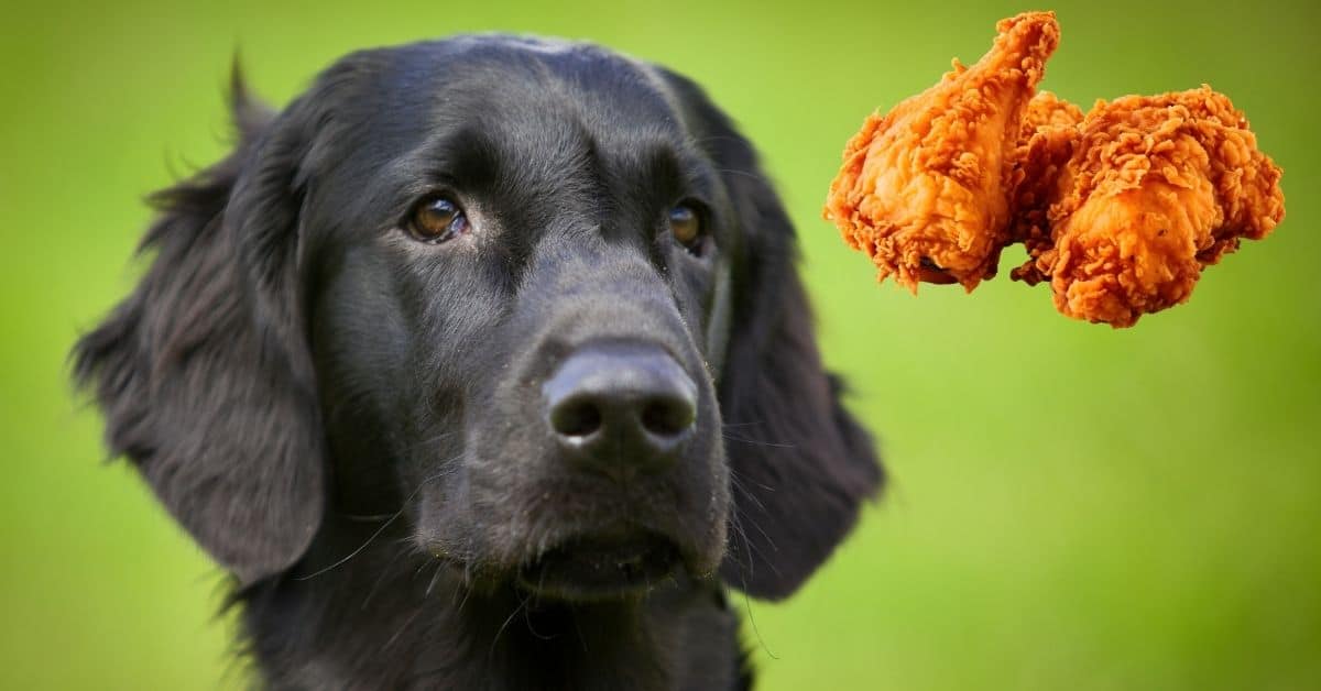 Can Dogs Eat Fried Chicken