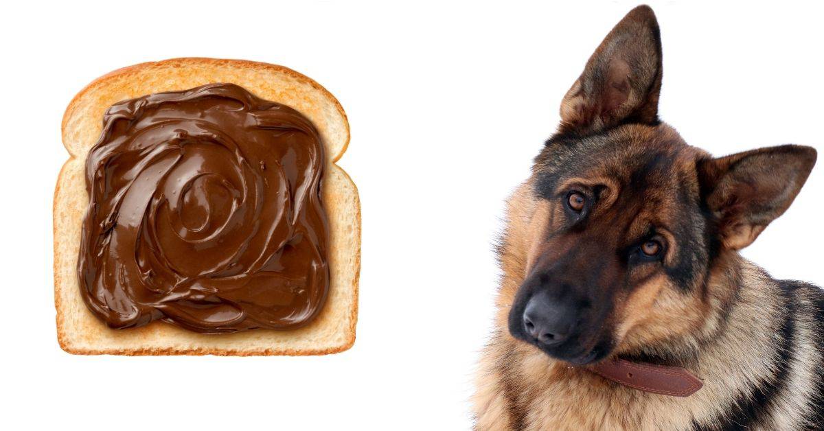 Can Dogs Eat Nutella_2