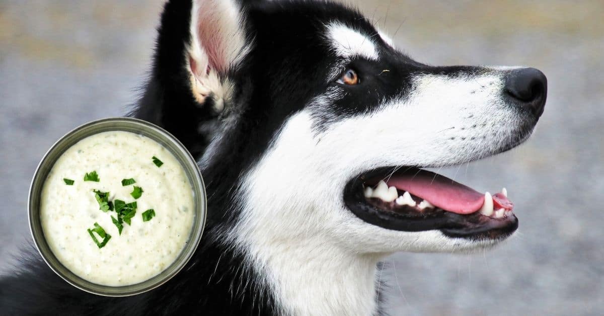Can Dogs Eat Ranch