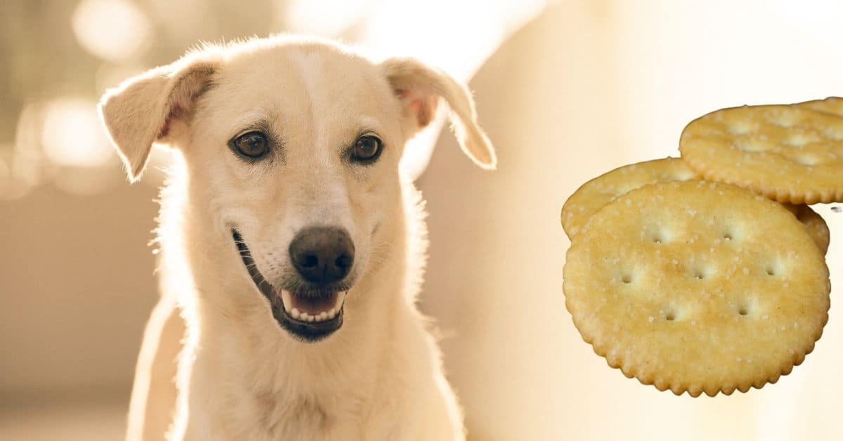 Can Dogs Eat Ritz Crackers