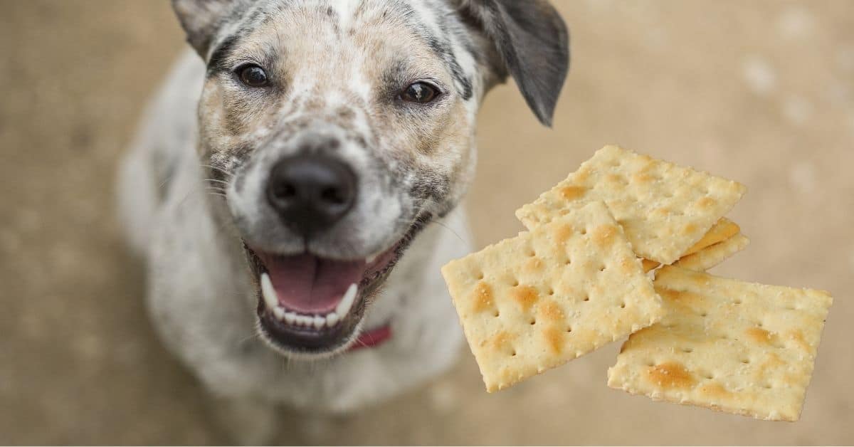 Can Dogs Eat Saltine Crackers