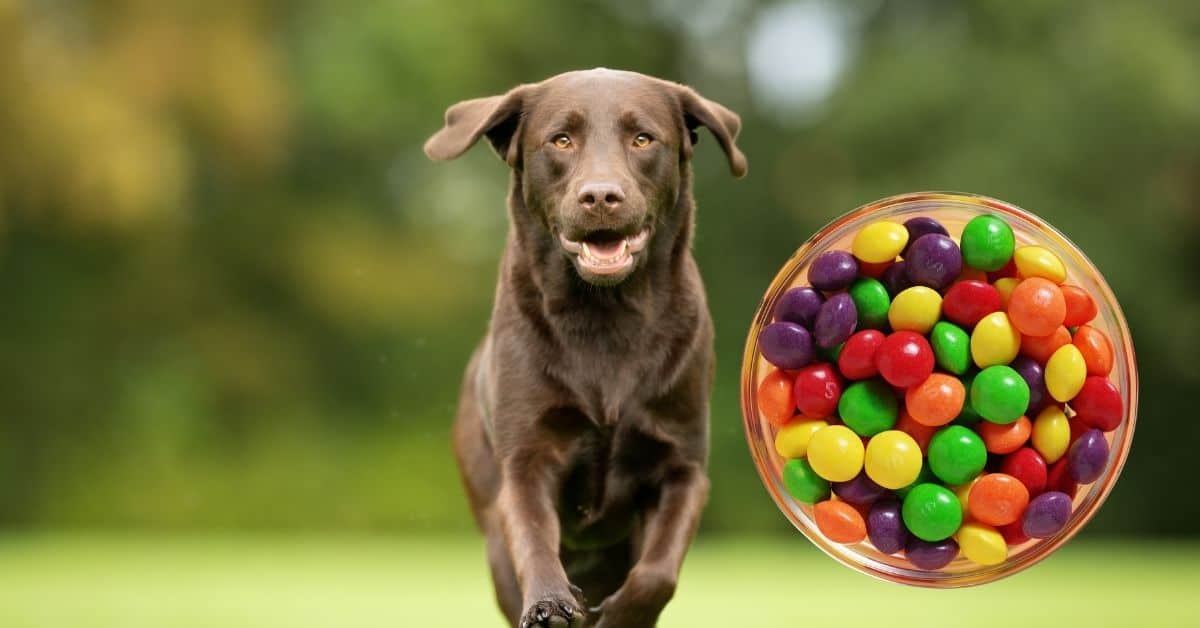 Can Dogs Eat Skittles