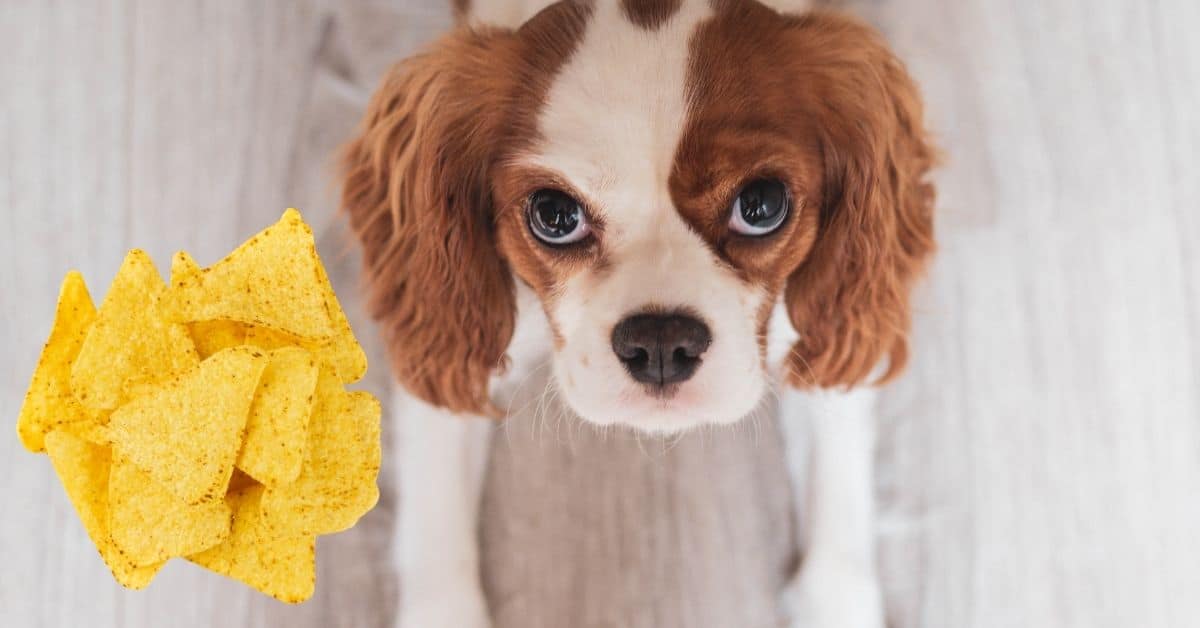 Can Dogs Eat Tortilla Chips