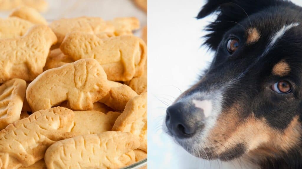 animal cracker on left side dog on right side