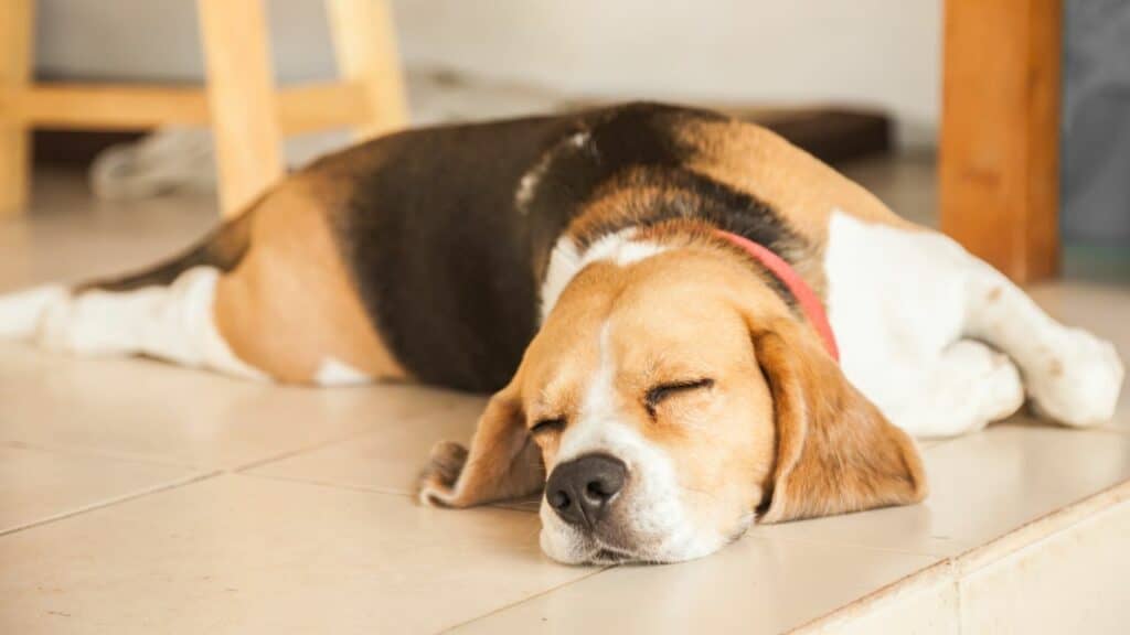 beagle dog sleeping on floor