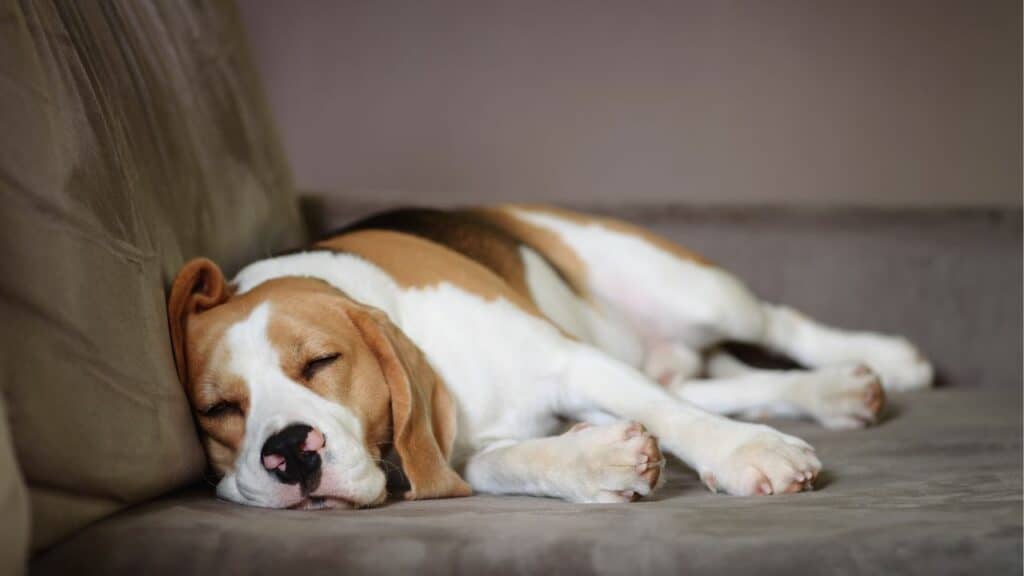beagle dog sleeping on side