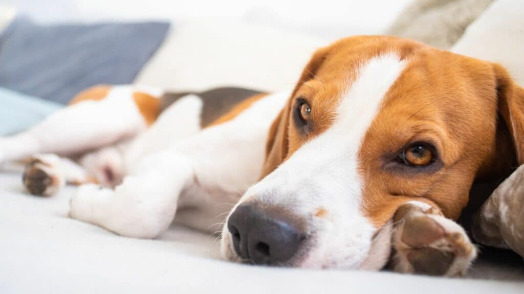 beagle lying on side eyes open