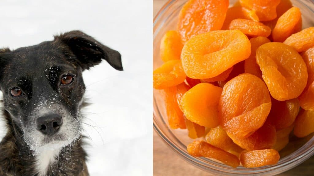 black dog on left side and a bowl of dried apricots on the right side