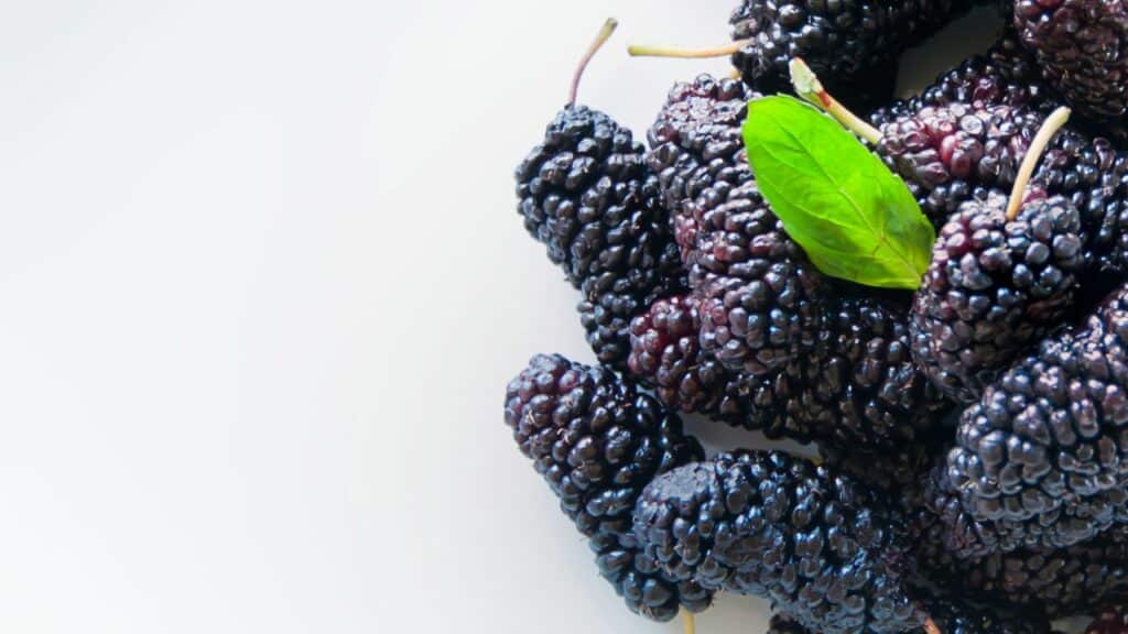black mulberries on white background