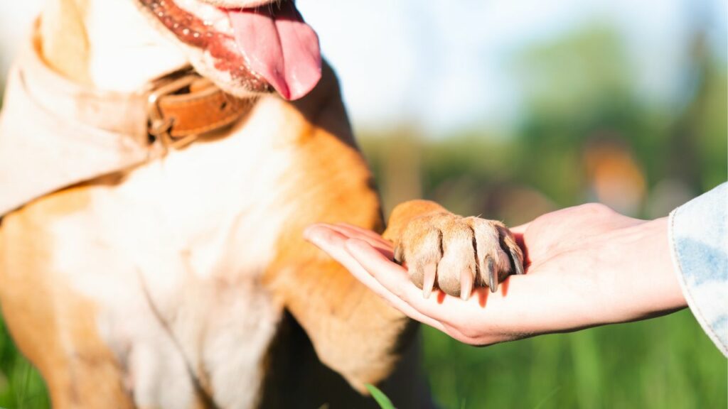 brown dog giving paw to human