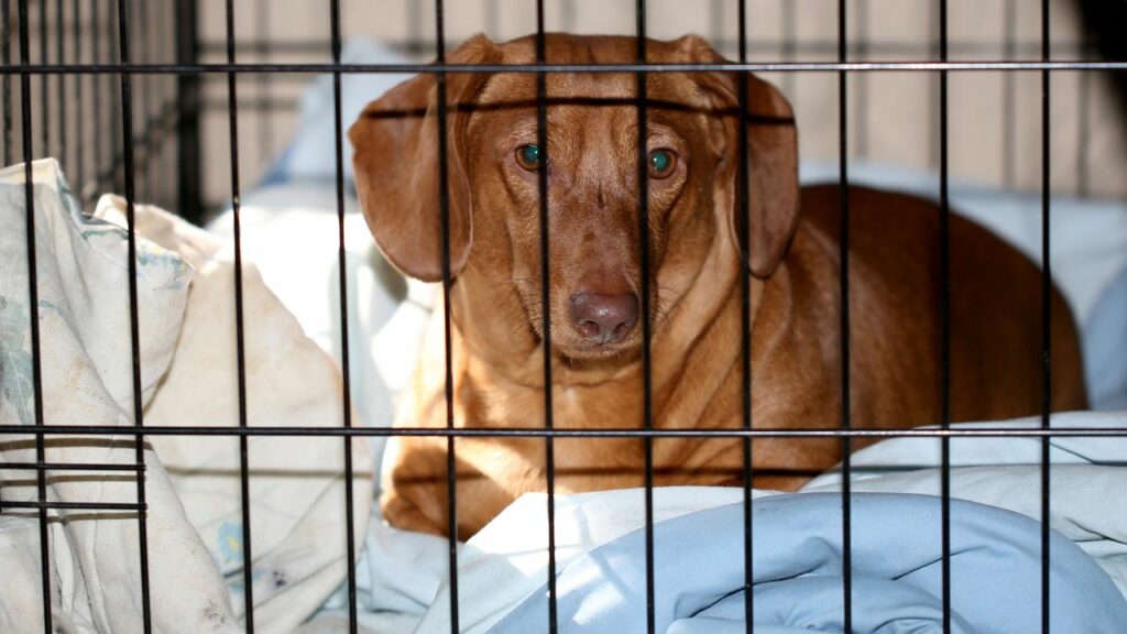 brown dog in a black cage