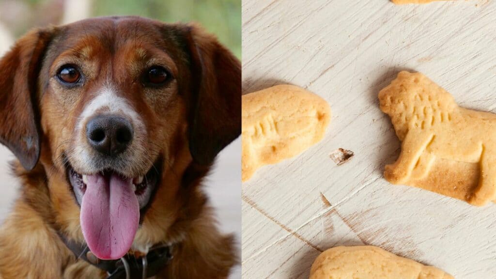 brown dog on left side animal cracker on right side