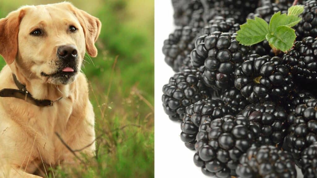 brown dog on left side black mulberries on right side