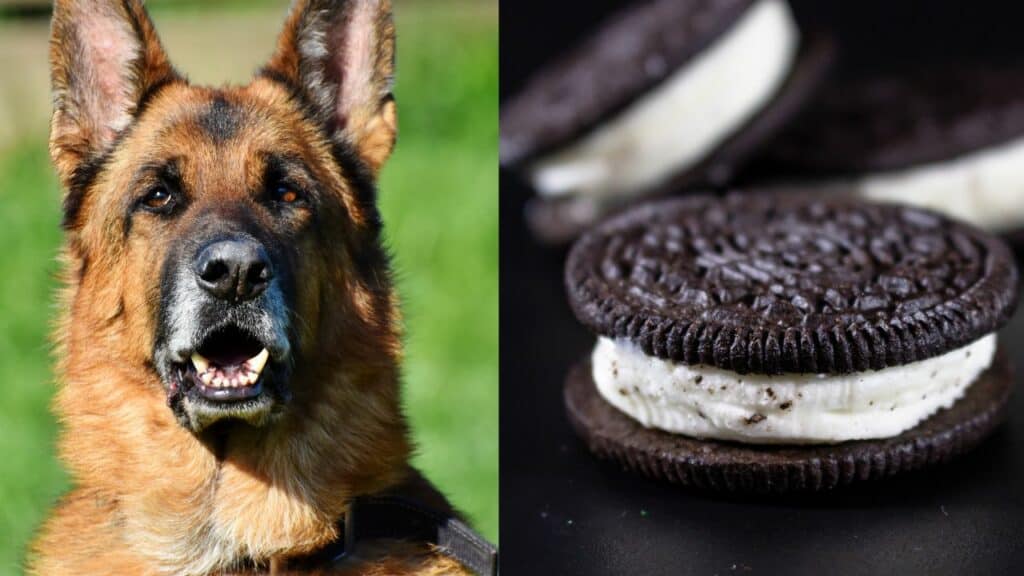 brown dog on left side some oreos on right side