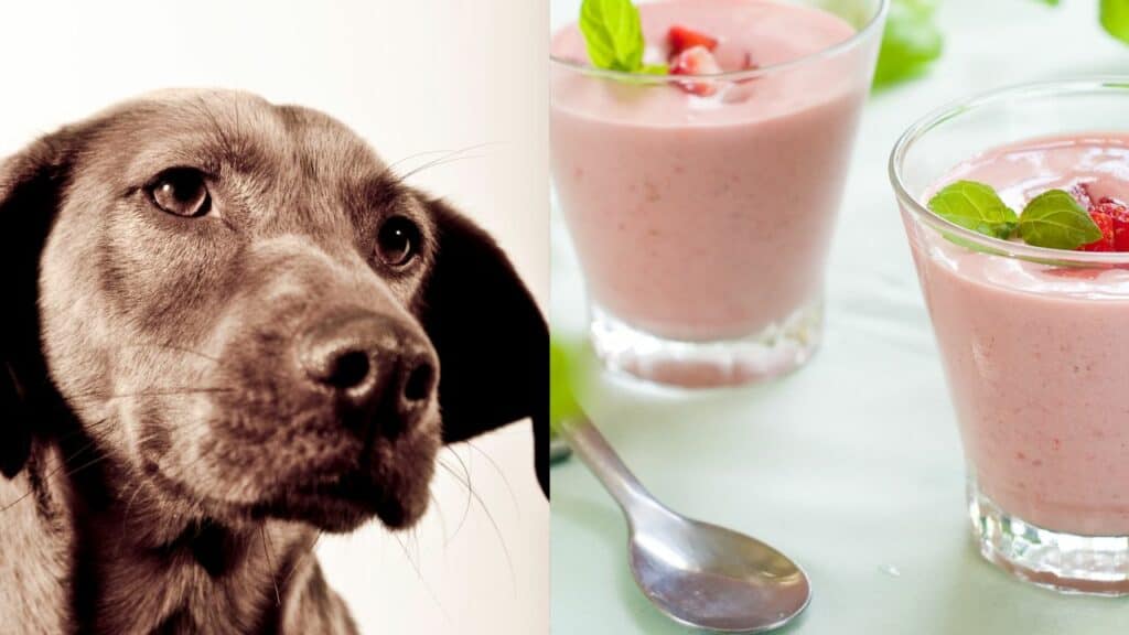 brown dog on left side strawberry yogurt on right side