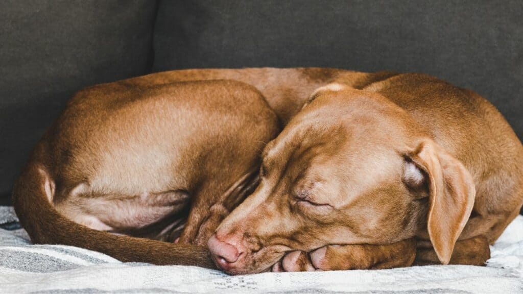 brown dog sleeping curled