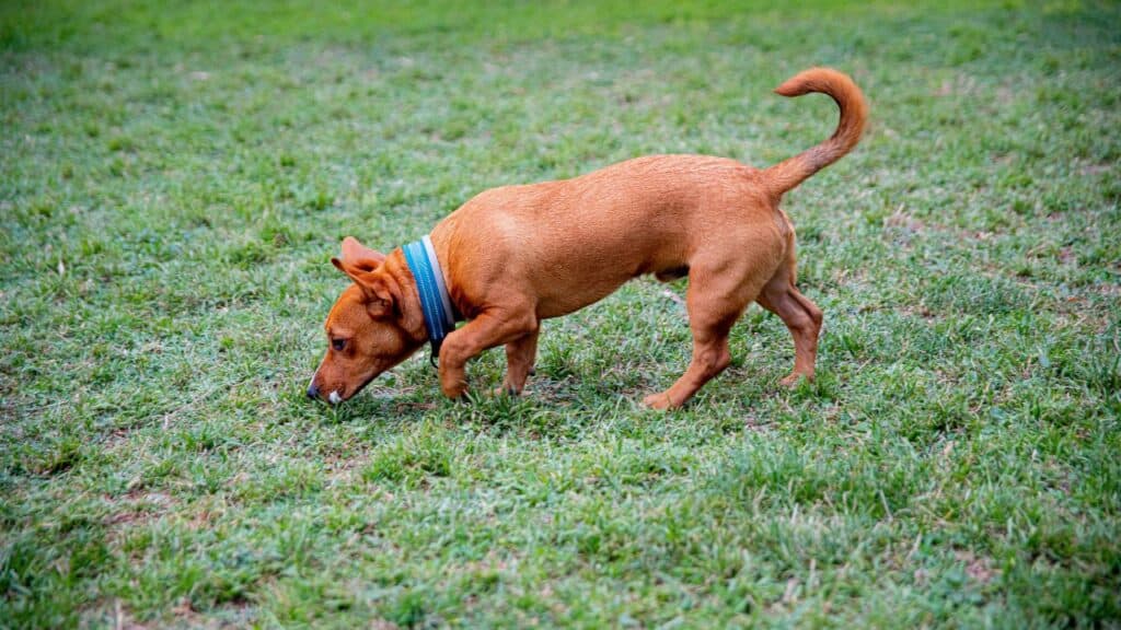 brown little dog sniffing on grass