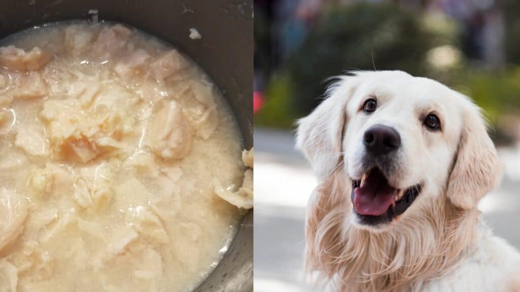canned chicken on left side light brown dog on right side