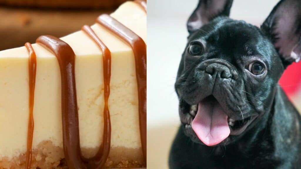 cheesecake on left side black dog on right side
