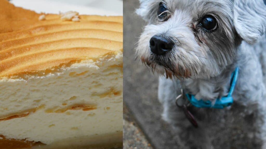 cheesecake on left side dog on right side