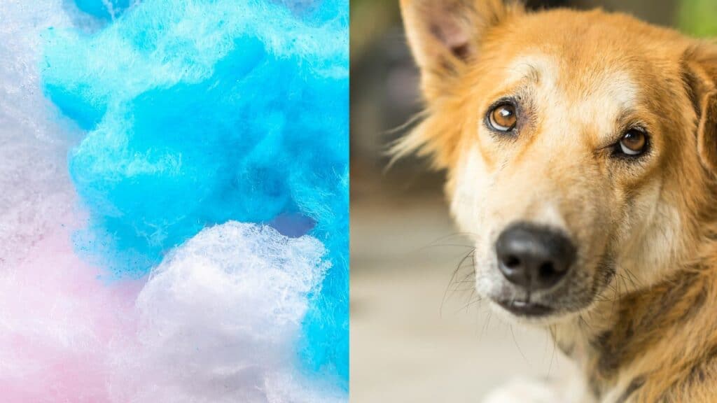 colorful cotton candy on left side dog on right side