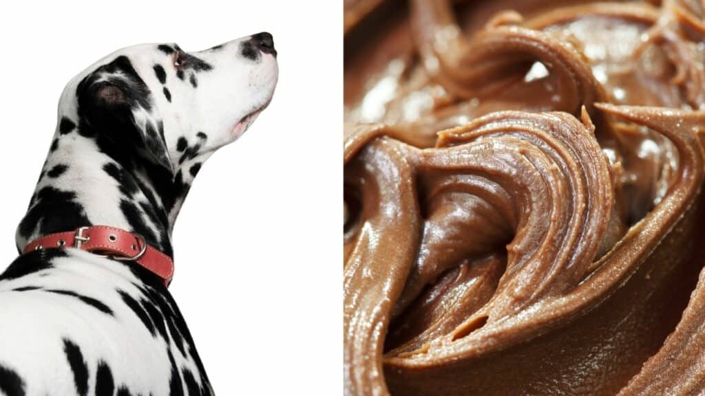 dalmatine dog on the left side nutella on the right side