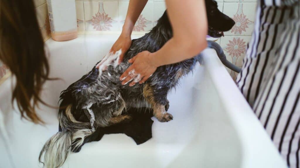 dog getting washed in a bathtub