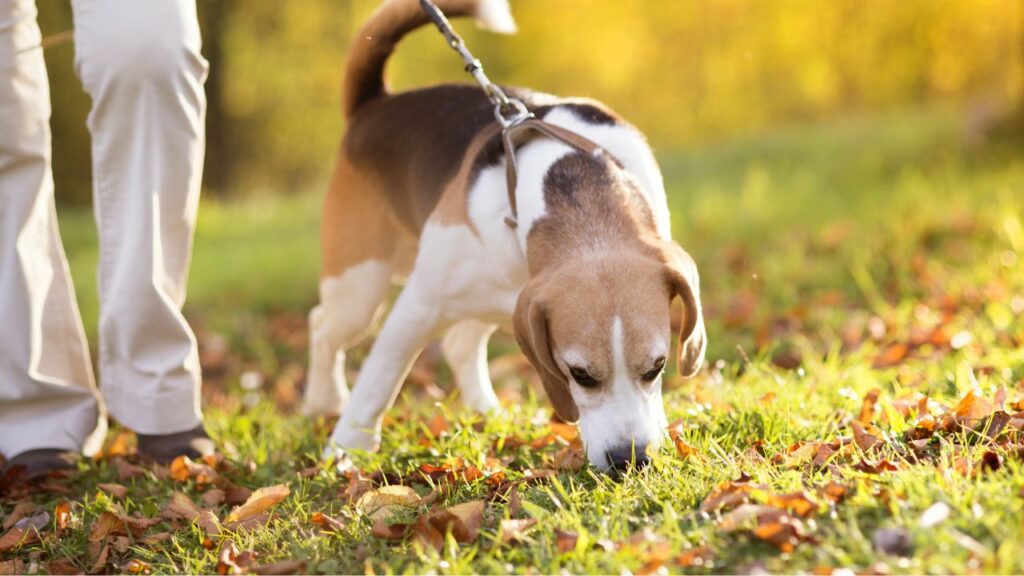 dog in nature sniffing ground