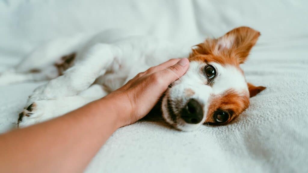 dog laying getting touched by human hand in face