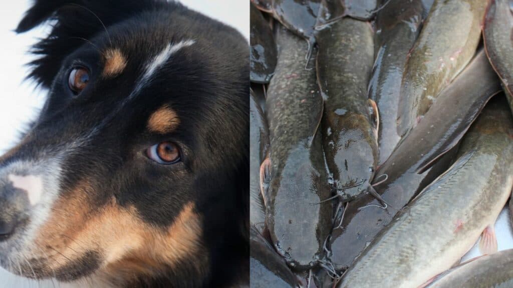 dog on left side catfish on right side
