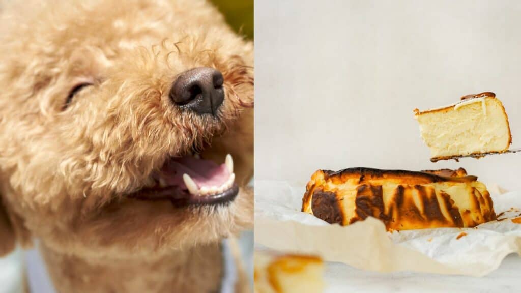 dog on left side cheesecake on right side