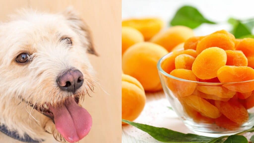 dog on left side dried apricots on right side