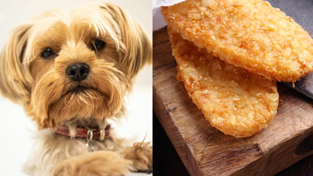 dog on left side hash browns on right side