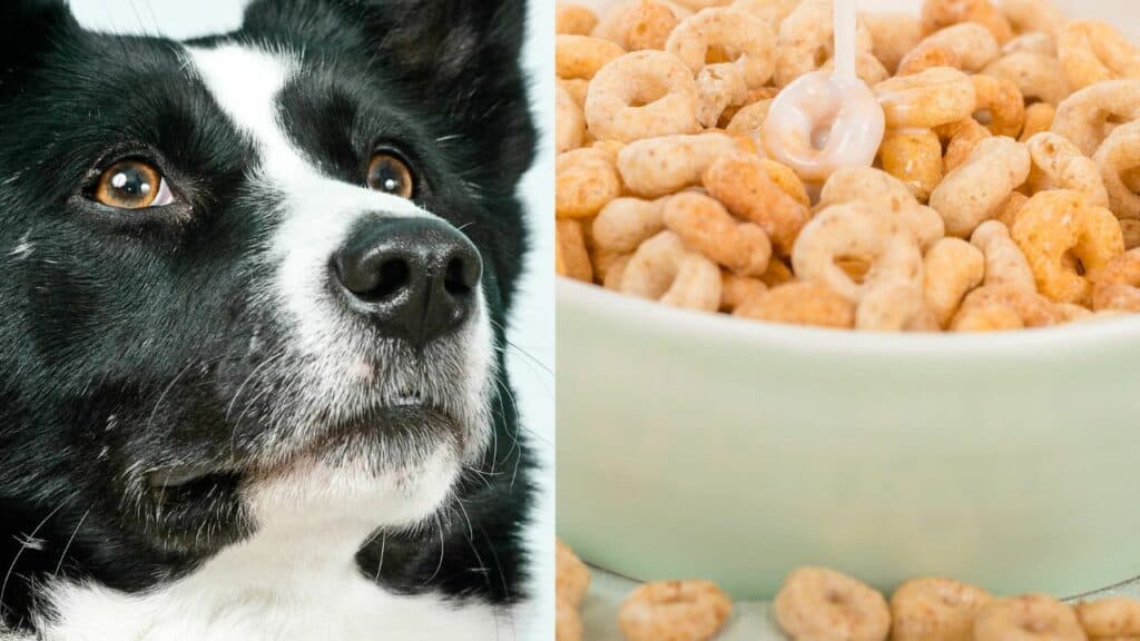 dog on left side honey nut cheerios on right side