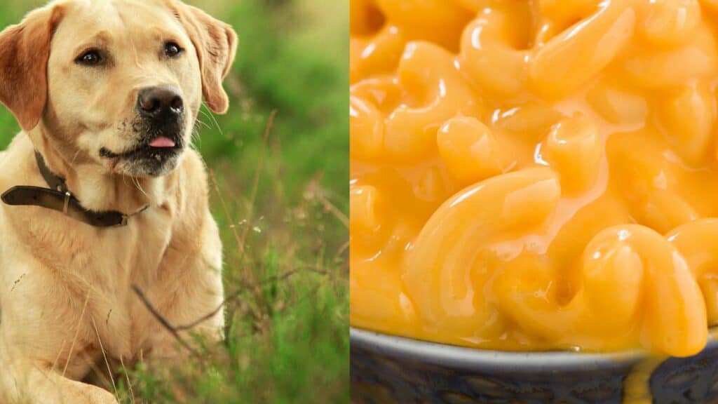 dog on left side mac and cheese on right side