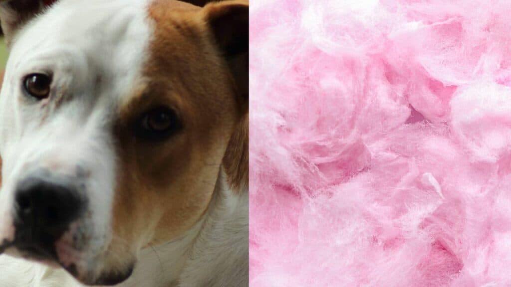 dog on left side pink cotton candy on right side