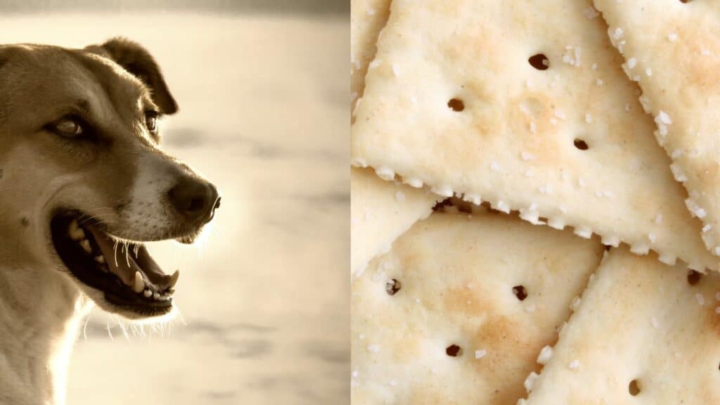 dog-on-left-side-saltine-crackers-on-the-right-side