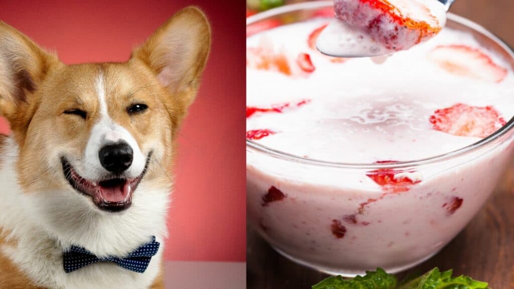 dog on left side strawberry yogurt on right side