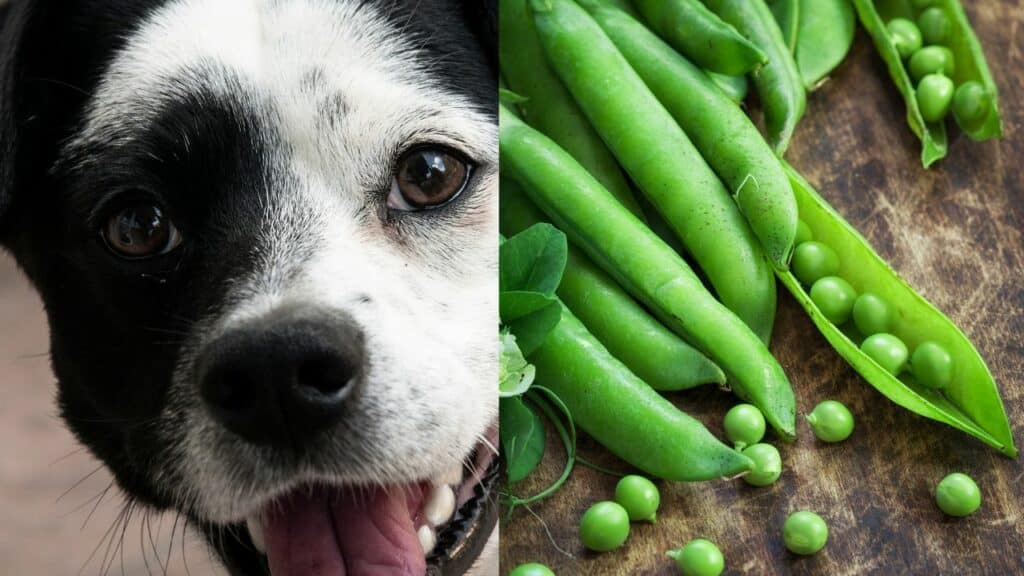 dog on left side sugar snap peas on right side