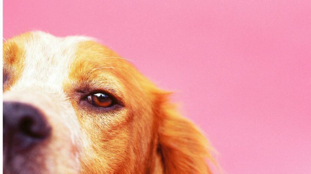 dog on pink background looking into the camera